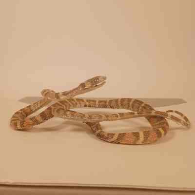 King Snake Lampropeltis