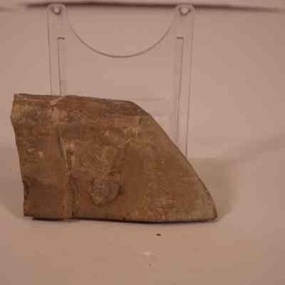 Fossil trilobite