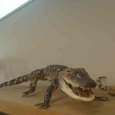 Crocodile Crocodylidae