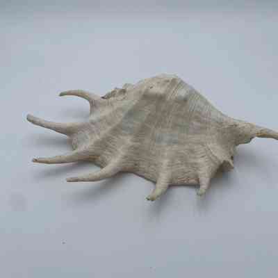 Lambis