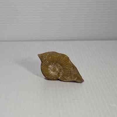 Perisphinctes sp.