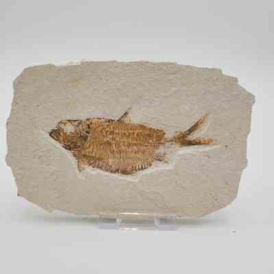Fish Fossil