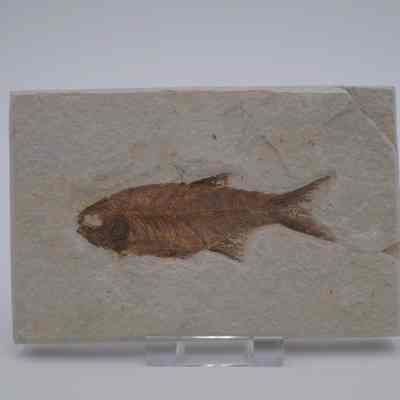 Eohiodon Fish Fossil