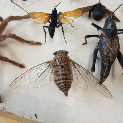 Cicada
