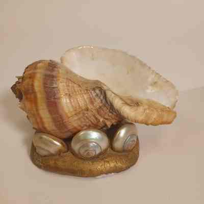 Conch shell and smaller shells