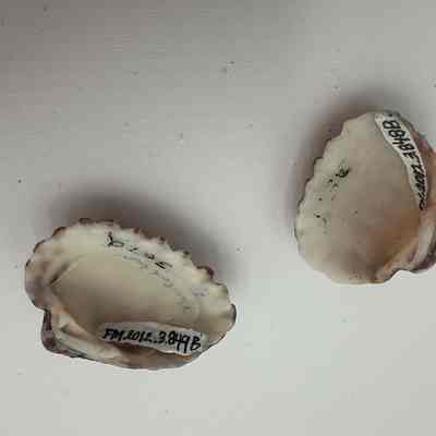 Unknown shells