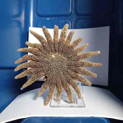 Fluorescent echinoderm