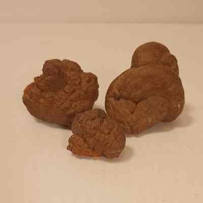 Coprolite