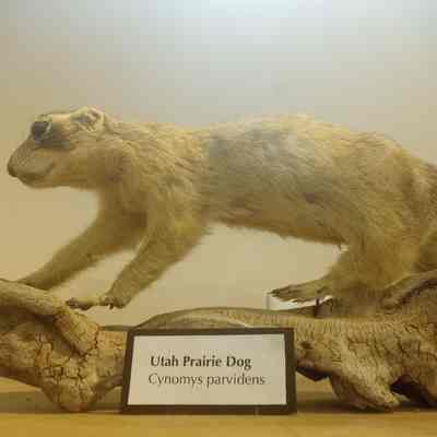 Utah Prairie Dog Cynomys parvidens