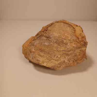 cf. Crassostrea sp.