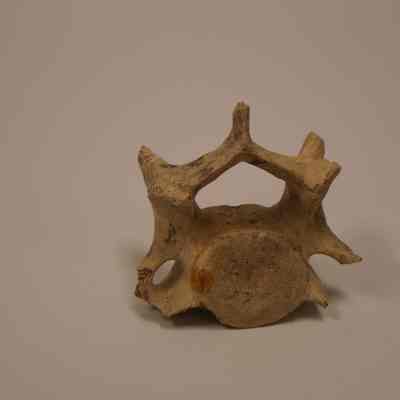 fossilized vertabrae