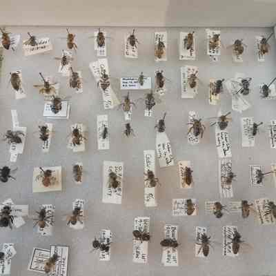 Hymenoptera