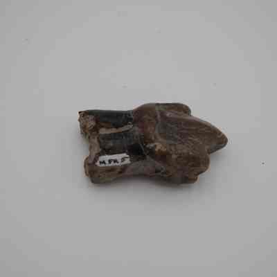 Fossilized Tooth