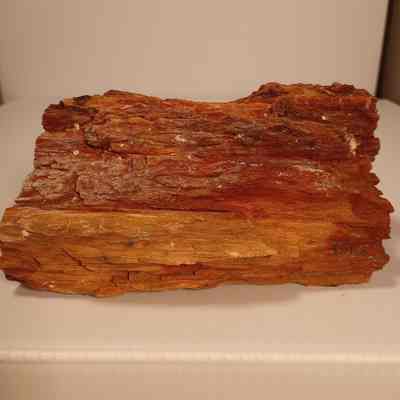 Petrified wood