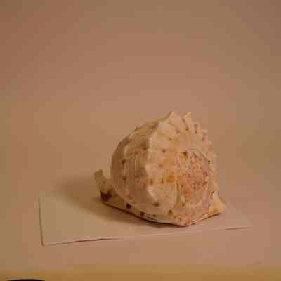 Conch Shell