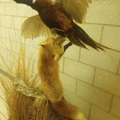 Pheasant and Fox