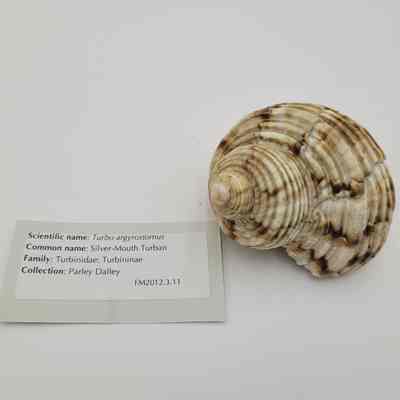 Silver-Mouth Turban