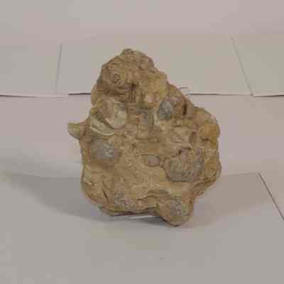 Mollusk fossils