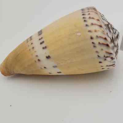 Weasel Cone