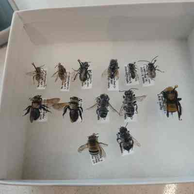 Bees