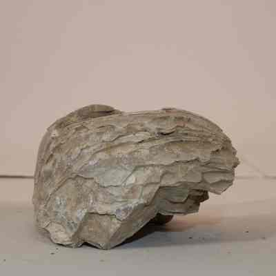 Bivalve Fossil