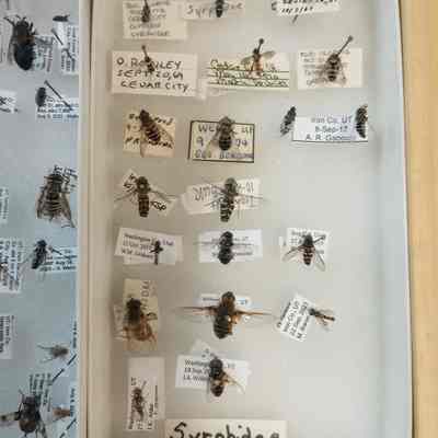 Flies Syrphidae