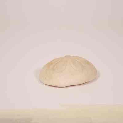 Sand Dollar