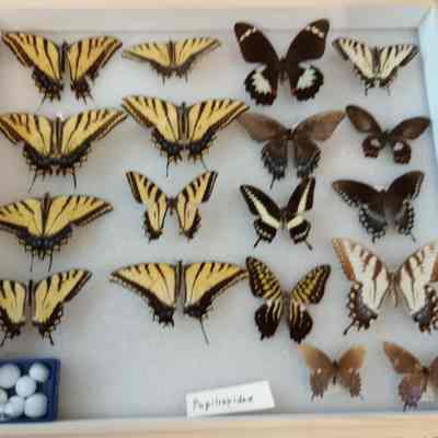 Butterflies