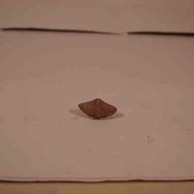 Fossil cast