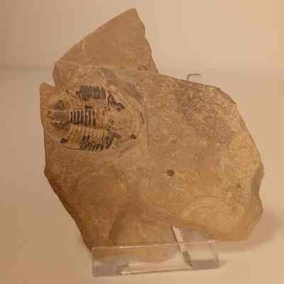 Asaphicisicus wheeleri (asaphicis trilobite) Specimen 4