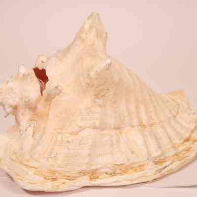 Conch Shell