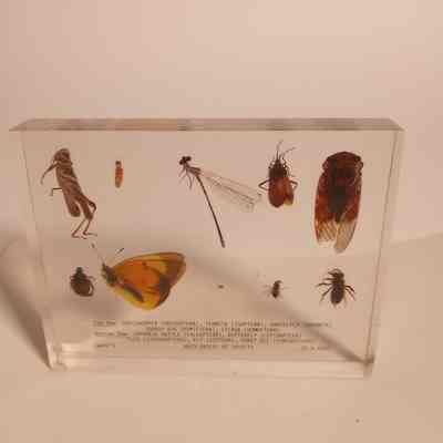 Invertebrates and insects