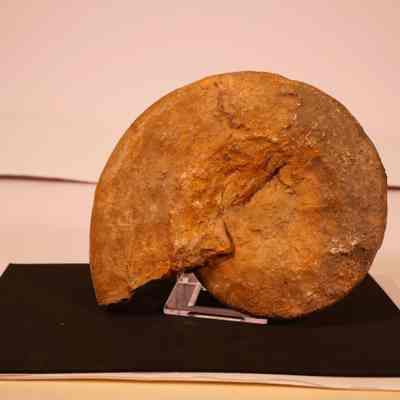 Ammonite Fossil