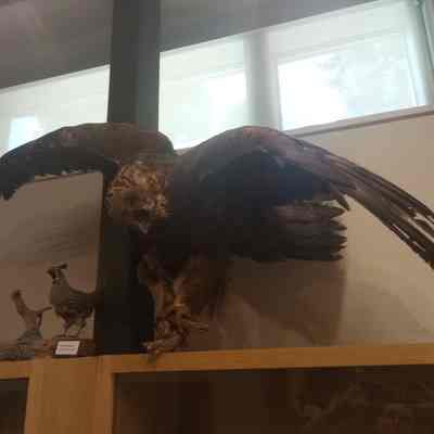 Golden Eagle Aquila chrysaetos