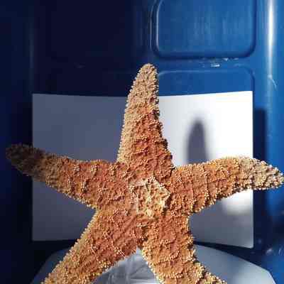Fluorescent starfish