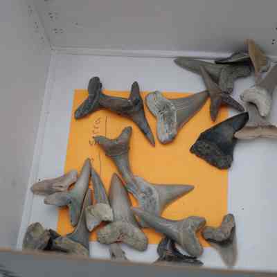 Shark Teeth