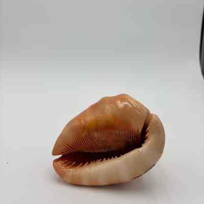 Bullmouth Helmet