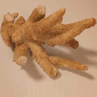 Coral