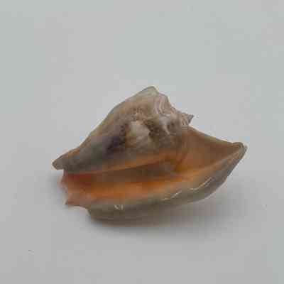 Unknown Shell