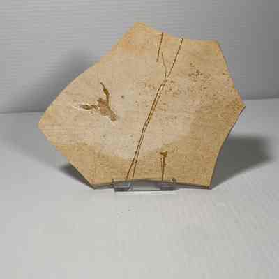 Eryma modestiformis