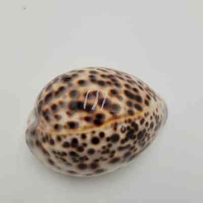 Tiger Cowrie