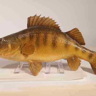 Yellow Perch Perca flavescens