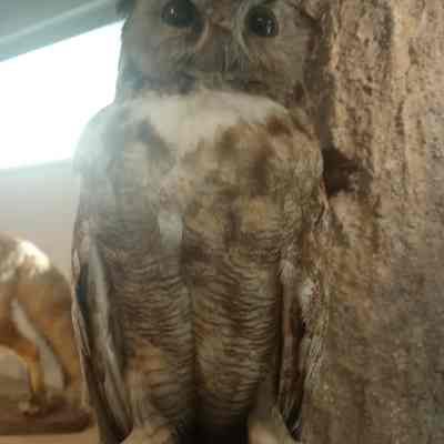 Great-Horned Owl Bubo virginianus