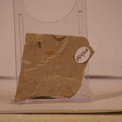 Fossilized Insect