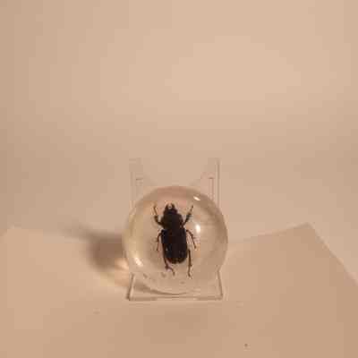 Beetle