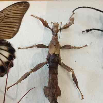 Stick bug