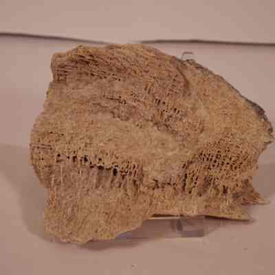 Fossilized bone