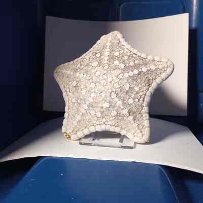 Fluorescent starfish