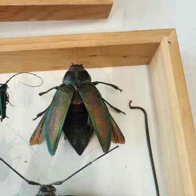 Beetle