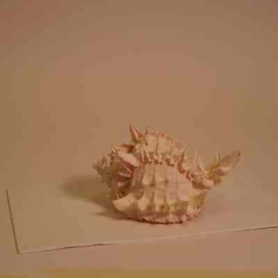 Shell